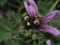 Bleekschouderuil [Acontia lucida]